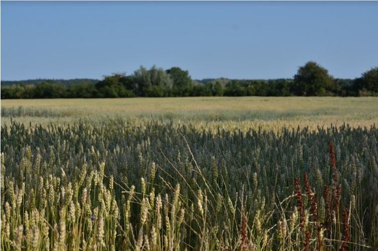 Ackerlandverkauf in Kühlungsborn., 18225 Kühlungsborn, Land-/Forstwirschaft