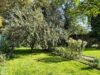 Mehrfamilienhaus in Laage - Keine Käuferprovision! - Alte Obtbäume